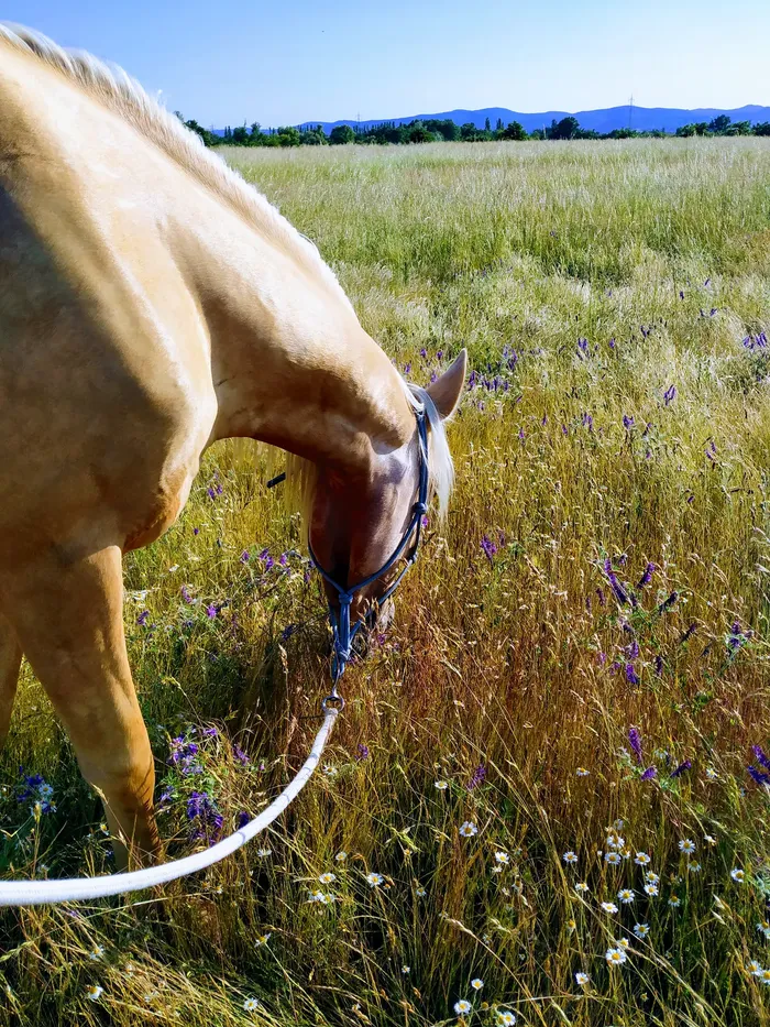 Das Pferd grast auf einer Wiese
